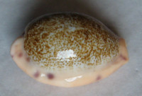 Cypraea coloba , Melvill, 1888